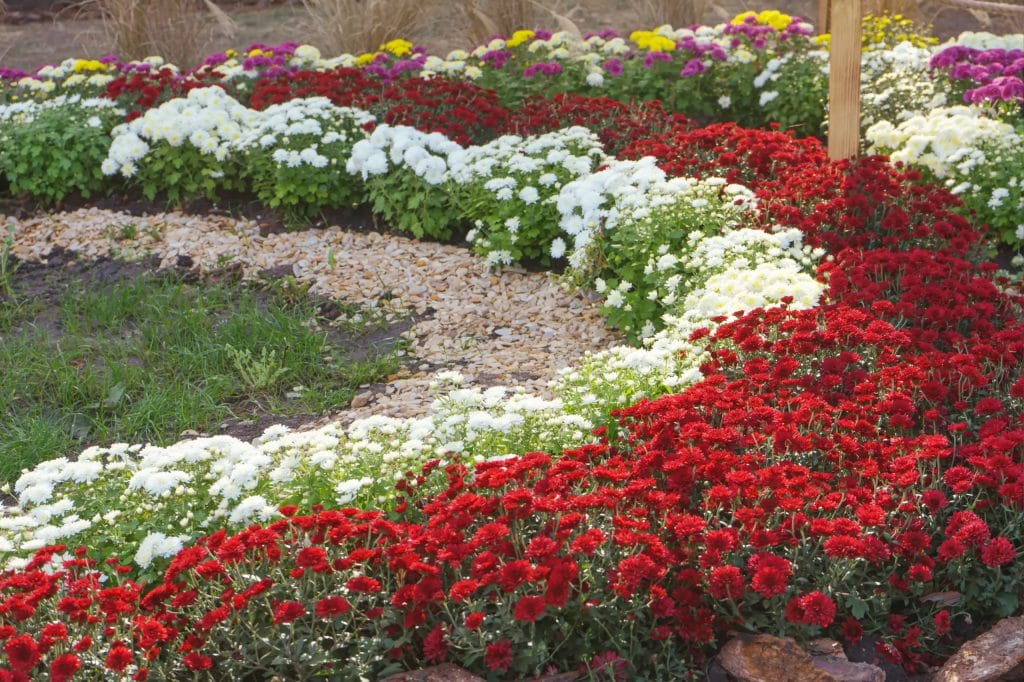 chrysanthemum-bushes-red-and-white-flowers-plant-2025-03-10-15-50-16-utc-scaled.webp?strip=all&lossy=1&w=1024&ssl=1